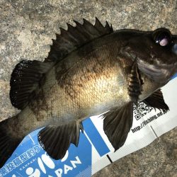 連日メバリング