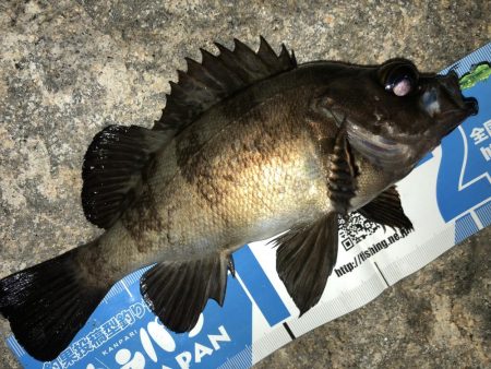 連日メバリング