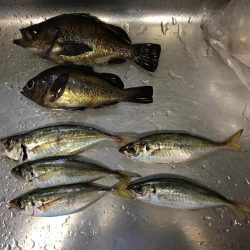 泉南ライトゲーム