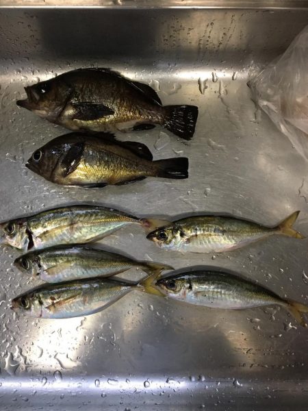 泉南ライトゲーム