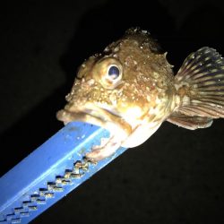 ちょっとだけリベンジ？