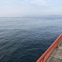 ガシラ入れ食い！