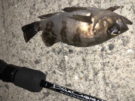 今日も癒しを求めて…