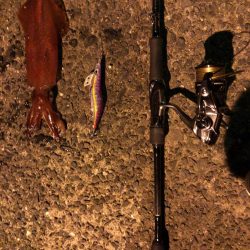 梅雨時期エギング