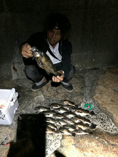 デカメバル、プラッキング