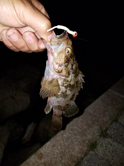 南芦屋浜メバル調査