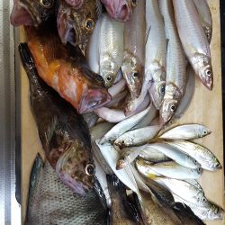 松阪港で1日遊んで来ました