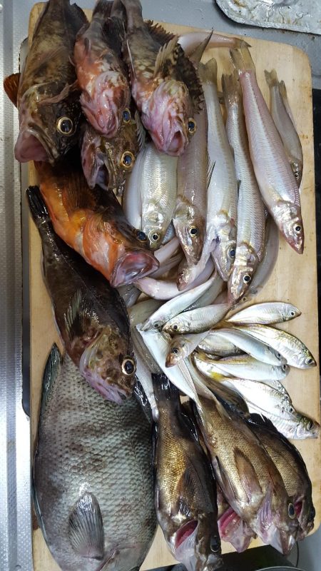 松阪港で1日遊んで来ました