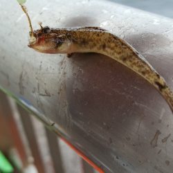 メジナチャレンジ　釣れた