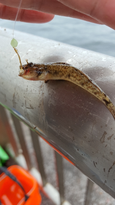 メジナチャレンジ　釣れた