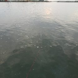 キス釣り　～丁寧に誘うといい～