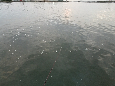 キス釣り　～丁寧に誘うといい～