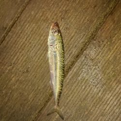 豆アジいらっしゃいました