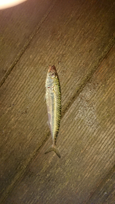 豆アジいらっしゃいました