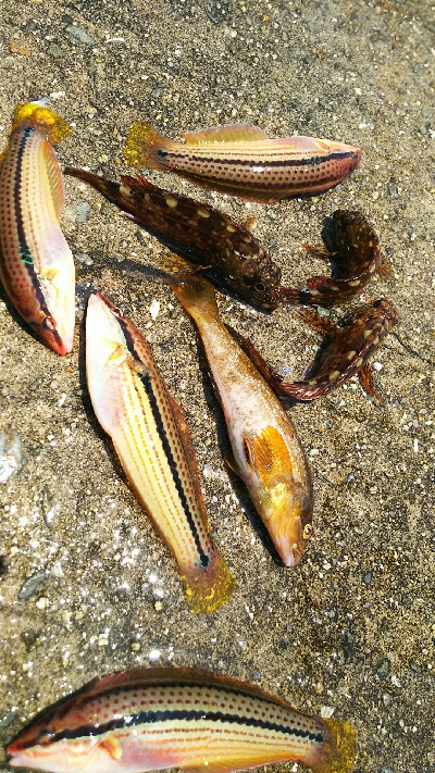 ベラが接岸していない