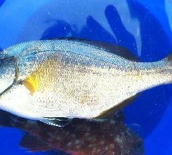 アジュール舞子、メバル、メゴチ、ウミタナゴ