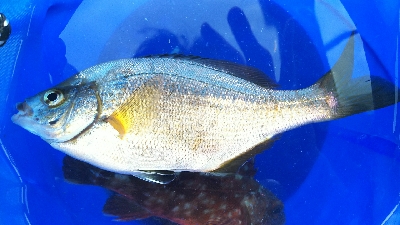 アジュール舞子、メバル、メゴチ、ウミタナゴ