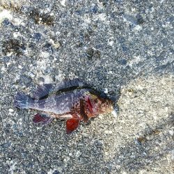 朝はイマイチ、夕方は爆釣