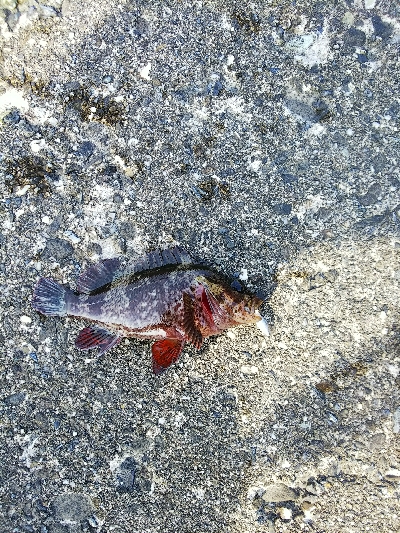 朝はイマイチ、夕方は爆釣