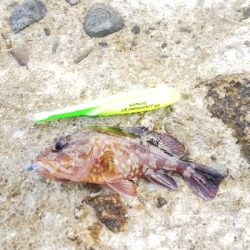 イカおらんのぅ