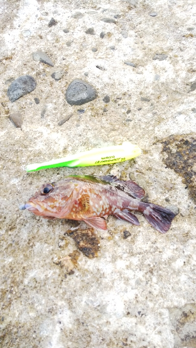 イカおらんのぅ