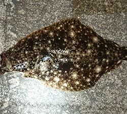 アジはまだか？