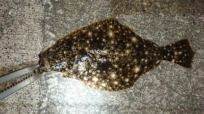 アジはまだか？