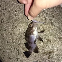 まだまだメバル!