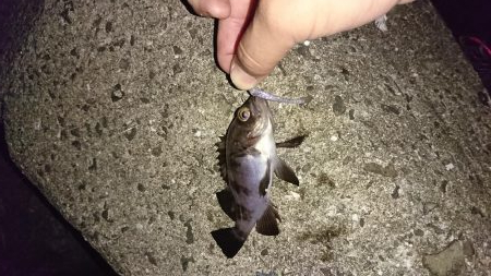 まだまだメバル!