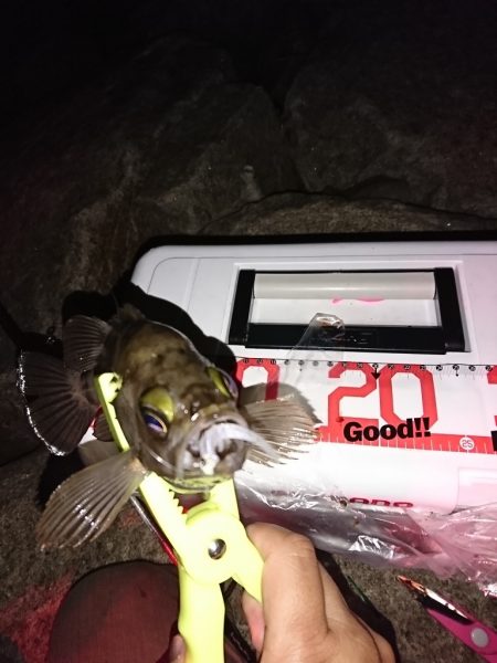 梅雨？メバル。