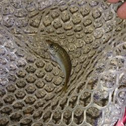 ナイスなメバル!