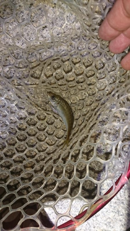 ナイスなメバル!