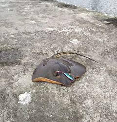 ジグでアカエイ14,15