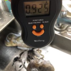 アオリイカを求めて(^。^)