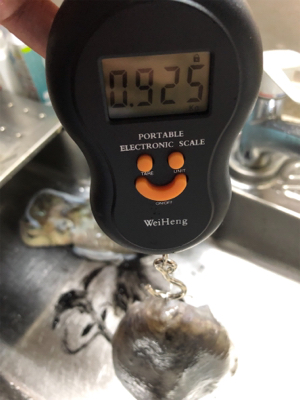 アオリイカを求めて(^。^)