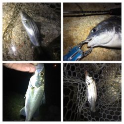 淀川ブリームゲーム バチ抜け つ抜け達成