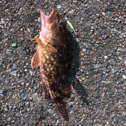 アーミーベイト。