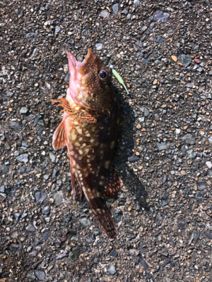 アーミーベイト。