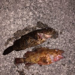 親父たちの釣行 舞鶴代2弾