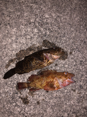 親父たちの釣行 舞鶴代2弾