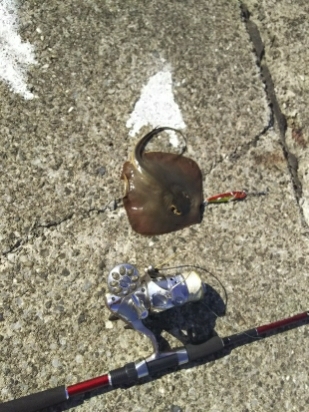 ジグでアカエイ3,4,5,6