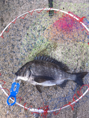 テトラでスケスケワカメ！