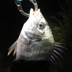 淀川ブリームゲーム ナダモニター釣行その1