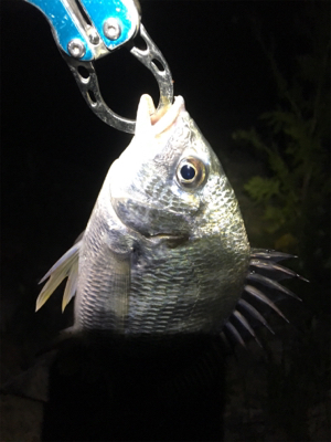 淀川ブリームゲーム ナダモニター釣行その1