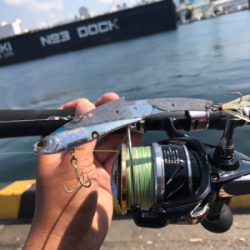 青物釣れないのでシーバス