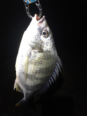 淀川ブリームゲーム チヌジグでマチヌ