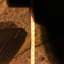 自己ベスト更新!