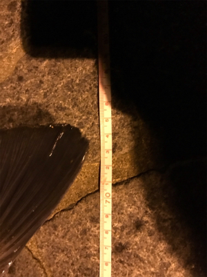 自己ベスト更新!