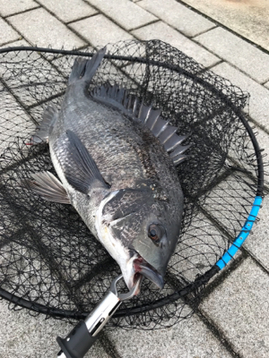 徹夜回避の朝から3本