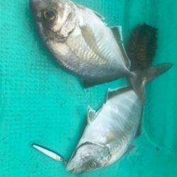 県南タイラバ ライトジギング